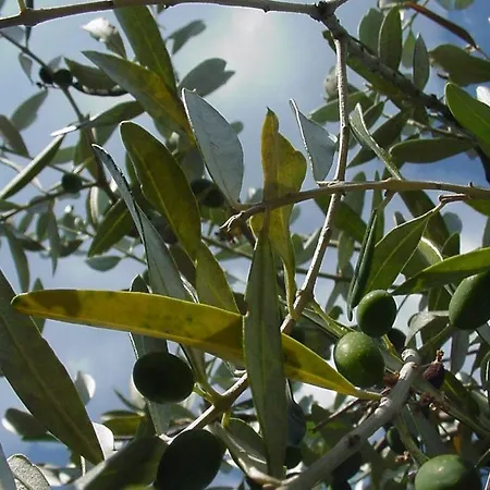 Sofiavillas Gaiole in Chianti
